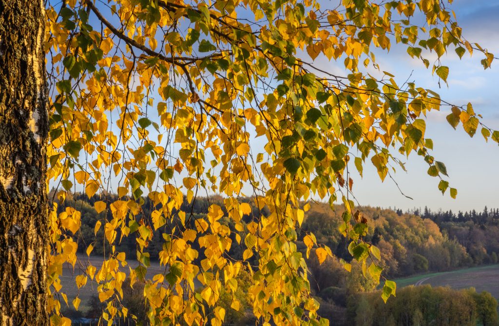 Выходные в Муранове