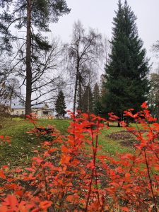 Художественный мастер-класс «Огненная пуансеттия»