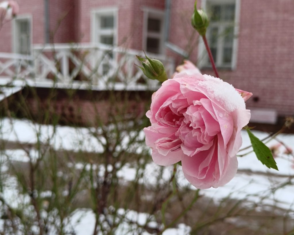 Усадебный квест «Вот свежие тебе цветы…»